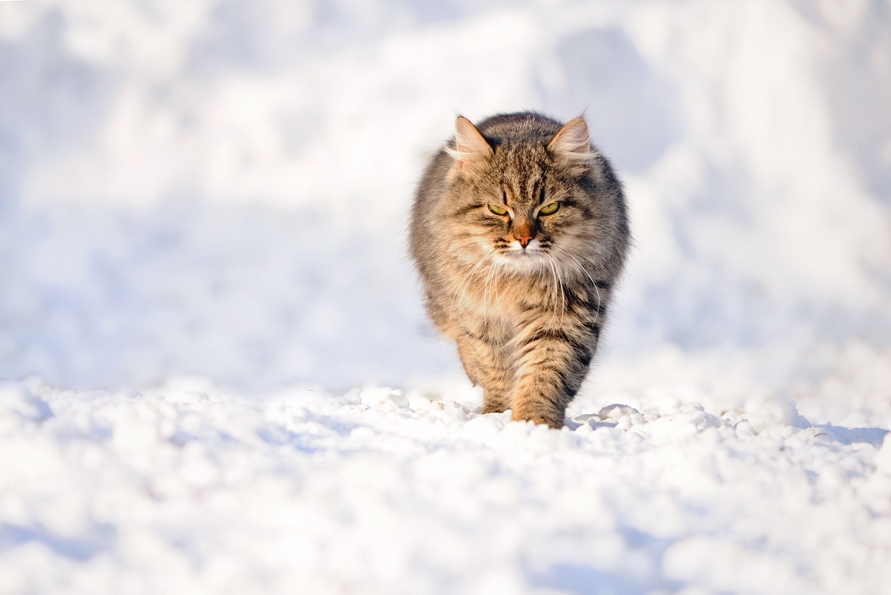 Aldan Siberian Cattery